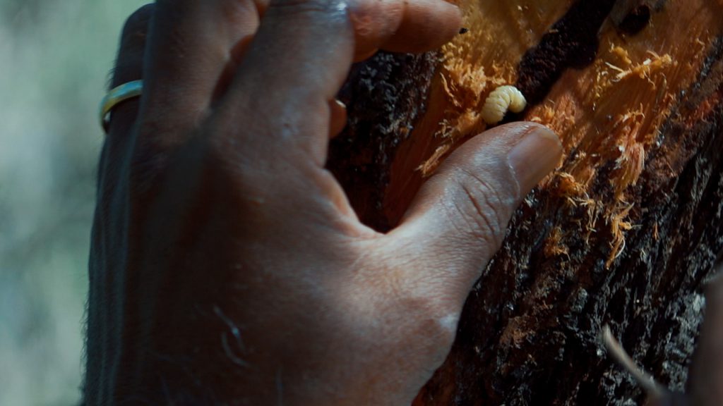 George Walley Bardi grub hunting Aboriginal Culture