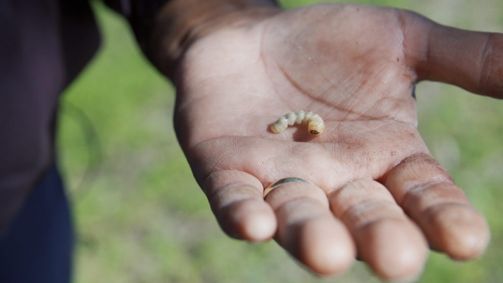 Aboriginal Culture - George Walley with a Bardi grub