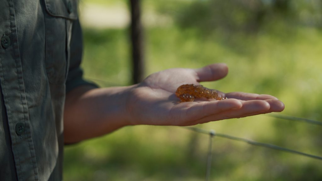 Aboriginal Culture bushtucker bush lolly